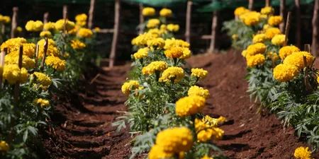 Vội về sửa chốn vườn hoa..